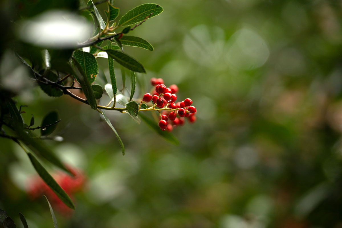 Pyracantha (red berries)