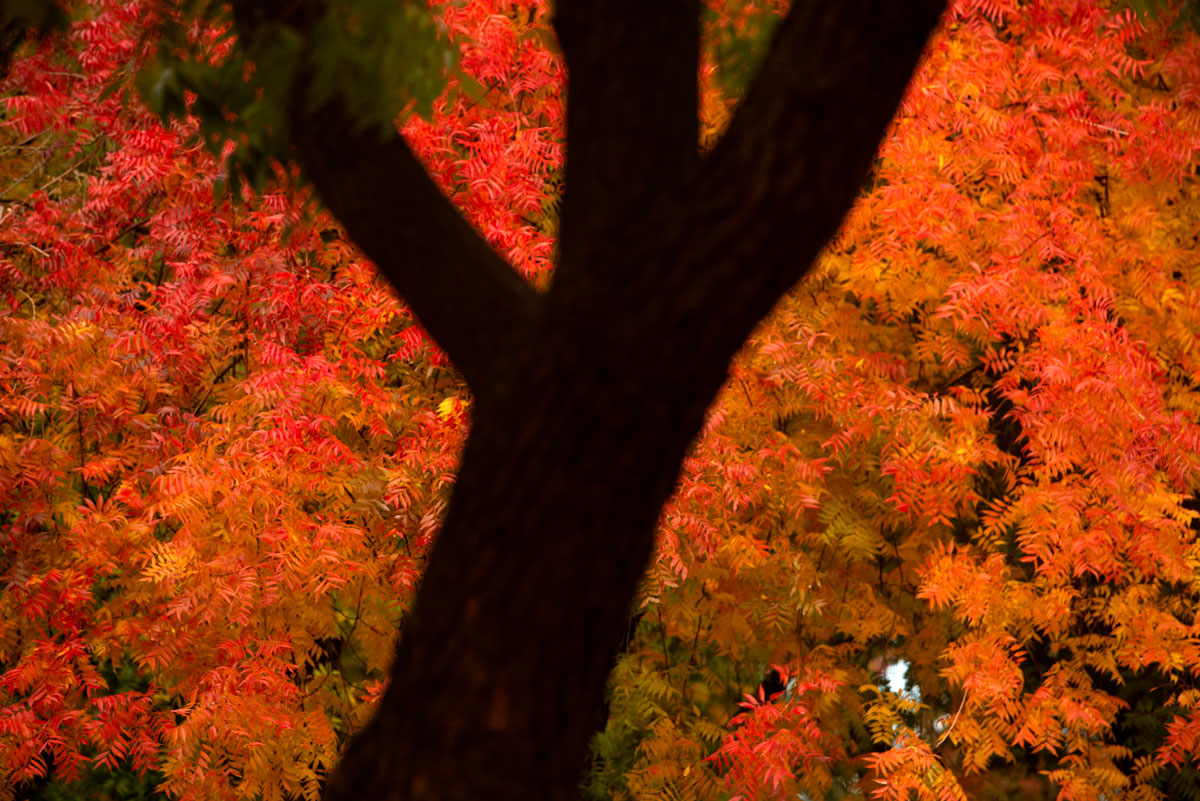 Huge splash of red leaves, trunk of another tree in foreground