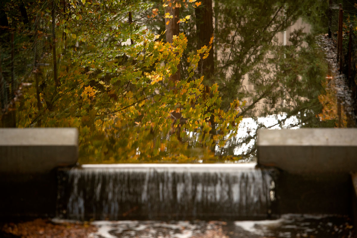 Water flows over weir on Arboretum Waterway.