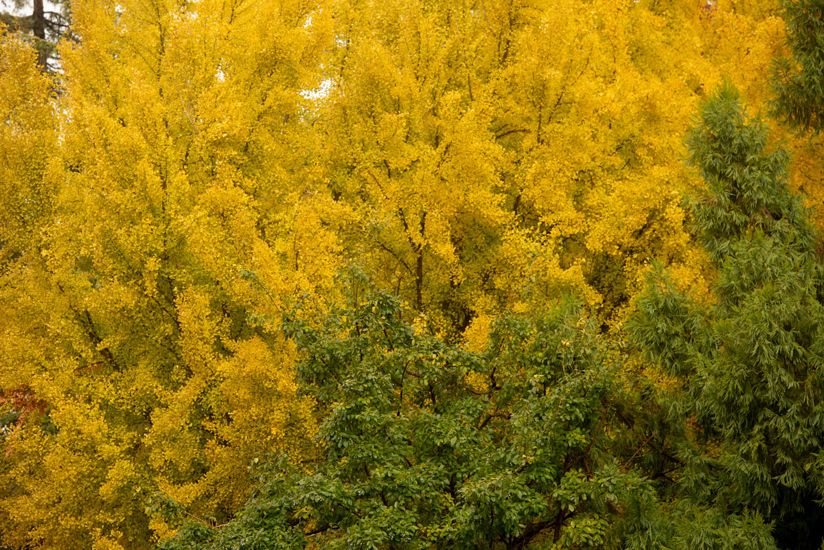 Huge splash of yellow leaves on tree