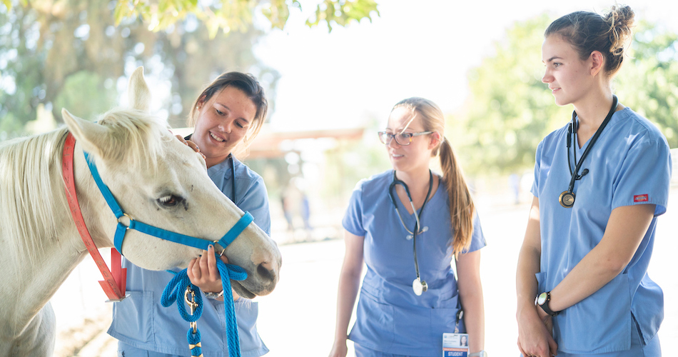 Three students handle a white horse while smiling. 