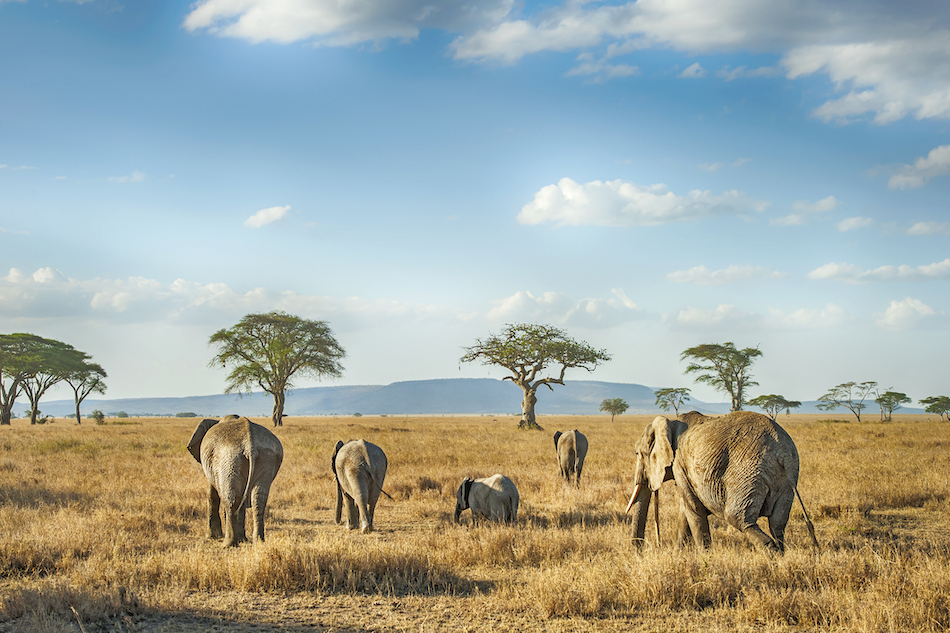 Elephants in a golden field