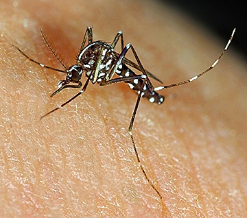 Aedes albopictus mosquito