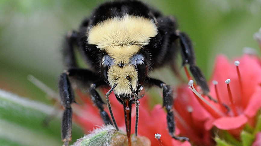 Yellow-faced bumblebee foraging on an orange flower