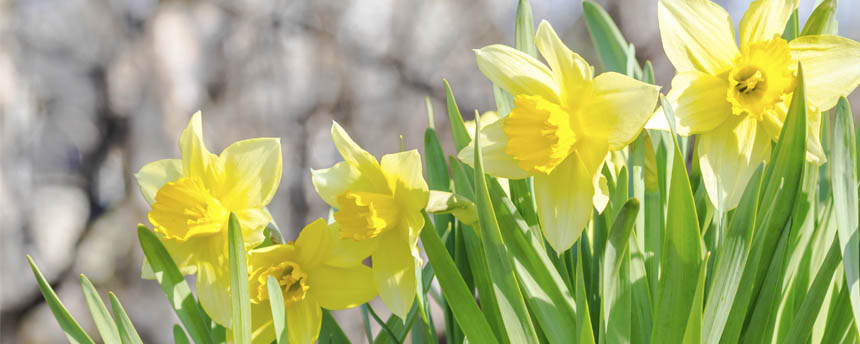 close-up of yellow daffodil flowers