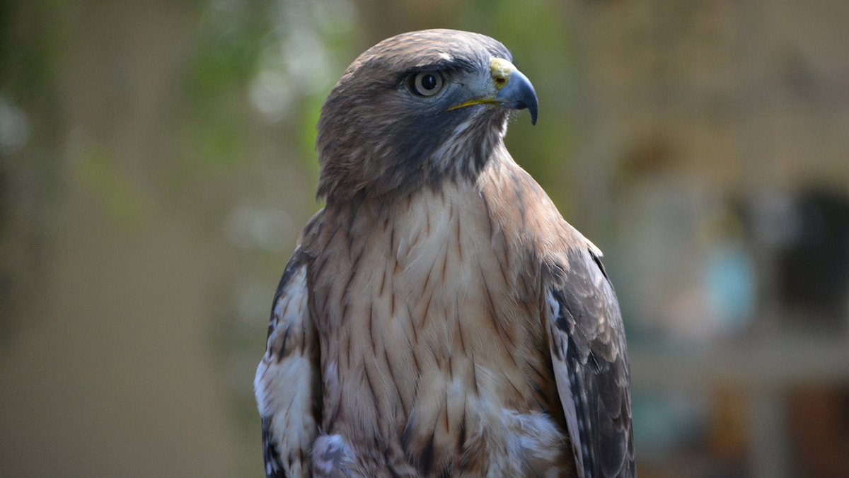 Red-tailed hawk