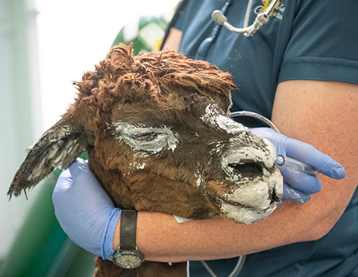 Burned alpaca treated in vet med hospital