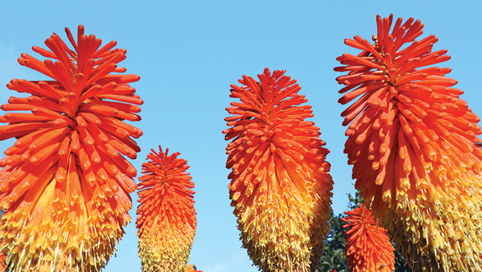 Kniphofia aka Christmas Cheer