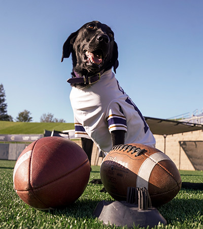 Black lab Cori with two footballs on a field