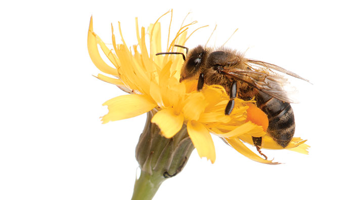 Honey bee on a flower