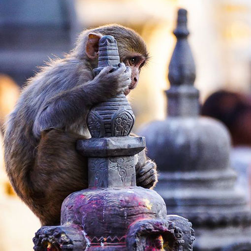 Rhesus macaque at Kathmandu, Nepal, temple