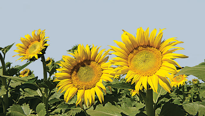 Sunflowers in the sun