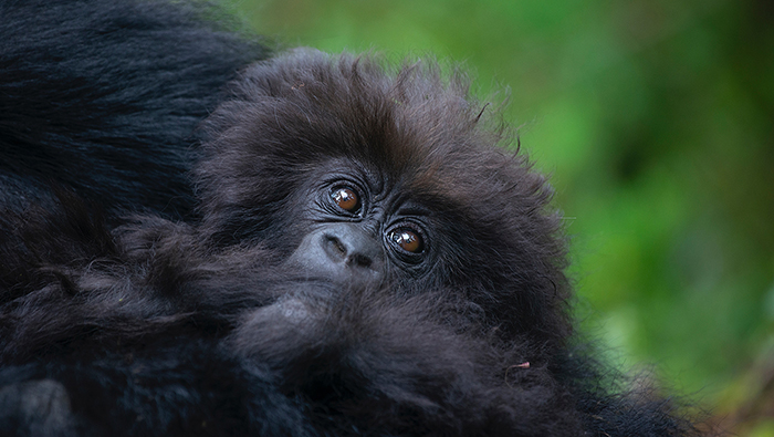 Nshunguye or 'Rescuer' - the infant mountain gorilla named by Deborah Dunham during Kwita Izina 2021. Nshunguye is the infant of adult female Kurudi of the Titus family group of mountain gorillas in Volcanoes National Park, Rwanda. Photo courtesy of Rwanda Development Board © 2021.