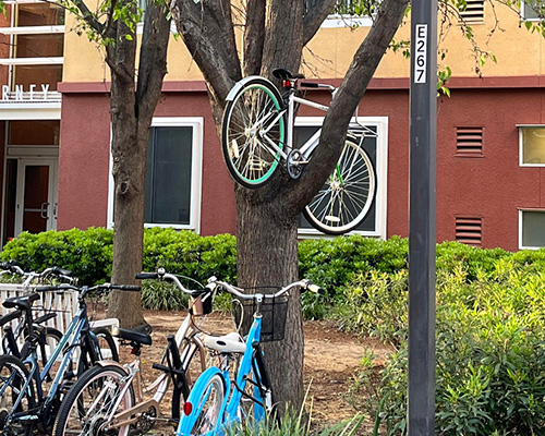 bike in a tree