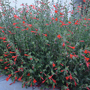 Epilobium canum