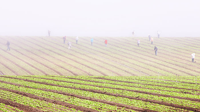 Farmworkers in Salinas, California