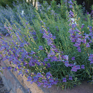 Penstemon heterophyllus