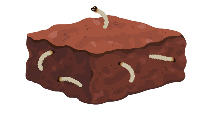 mealworm brownie illustration