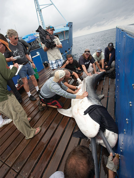 A beacon is inserted under the skin of a tiger shark on a boat deck