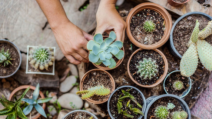 Closeup of hands putting succulents in pots