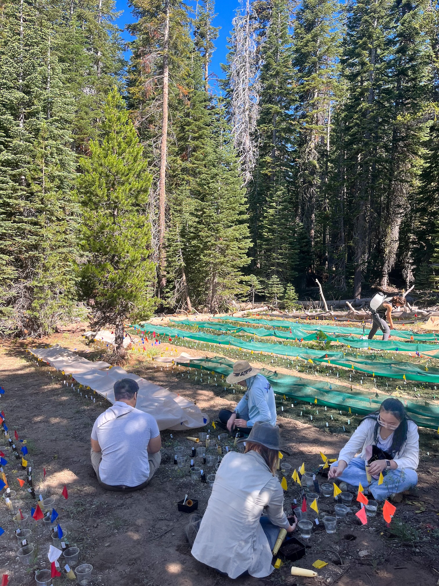 Researchers arranging colored flags and green mesh beside a turquoise forest stream