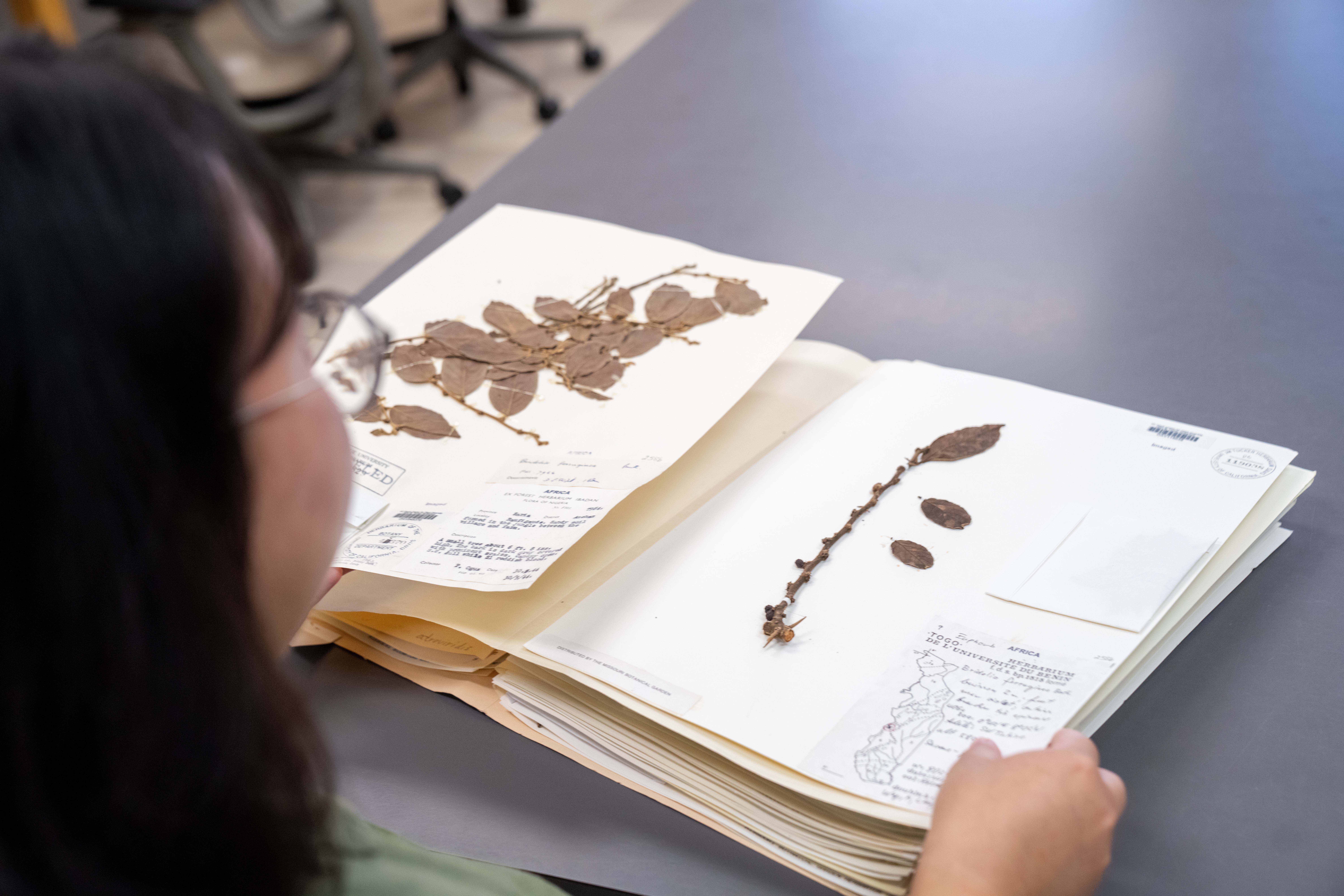 Person at table examining open archival book with pressed plant specimens and illustrations
