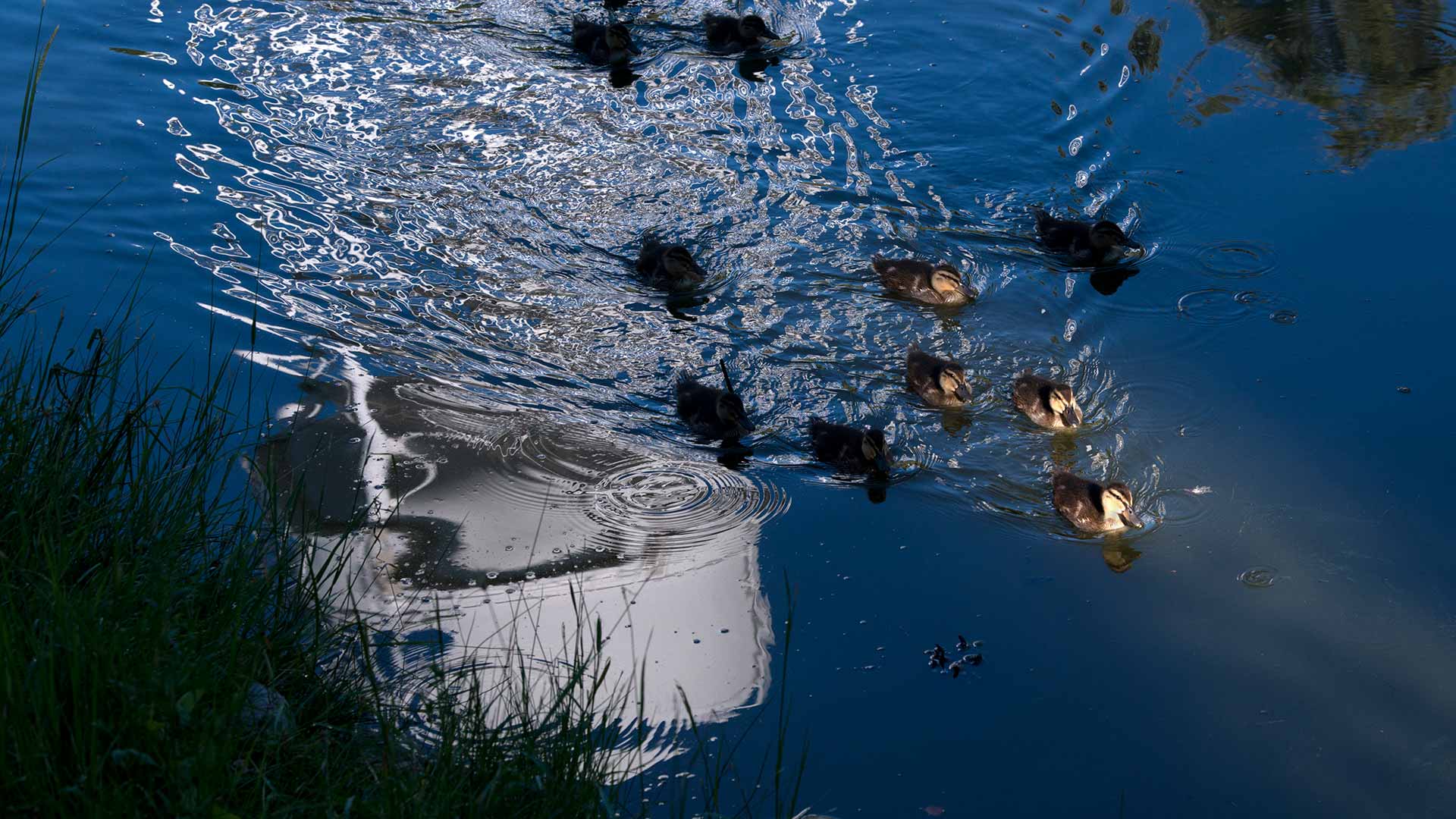 A mother and ducklings ripple the reflection of one of the water towers are they swim along the arboretum waterway.