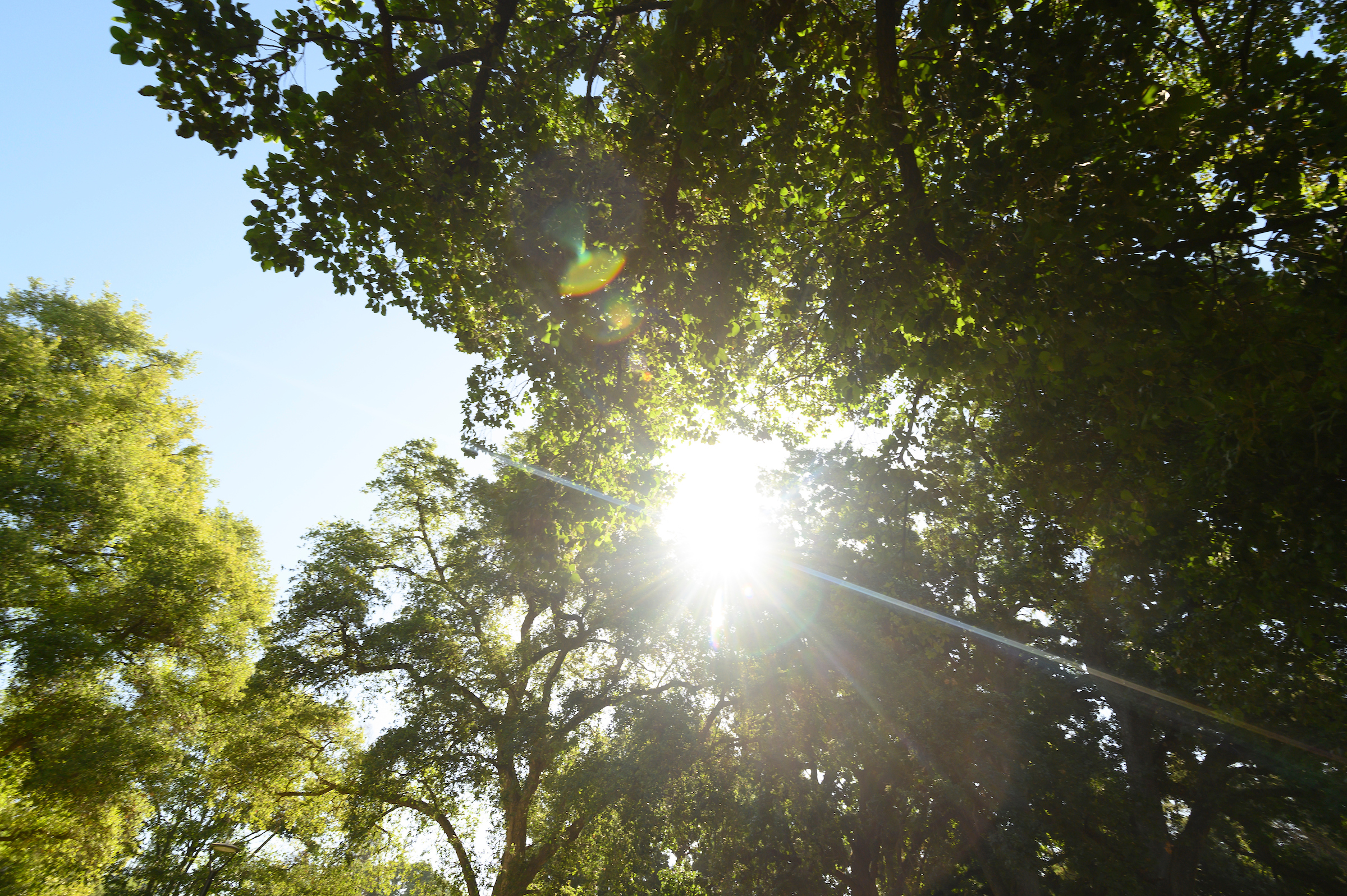 Tree canopy 