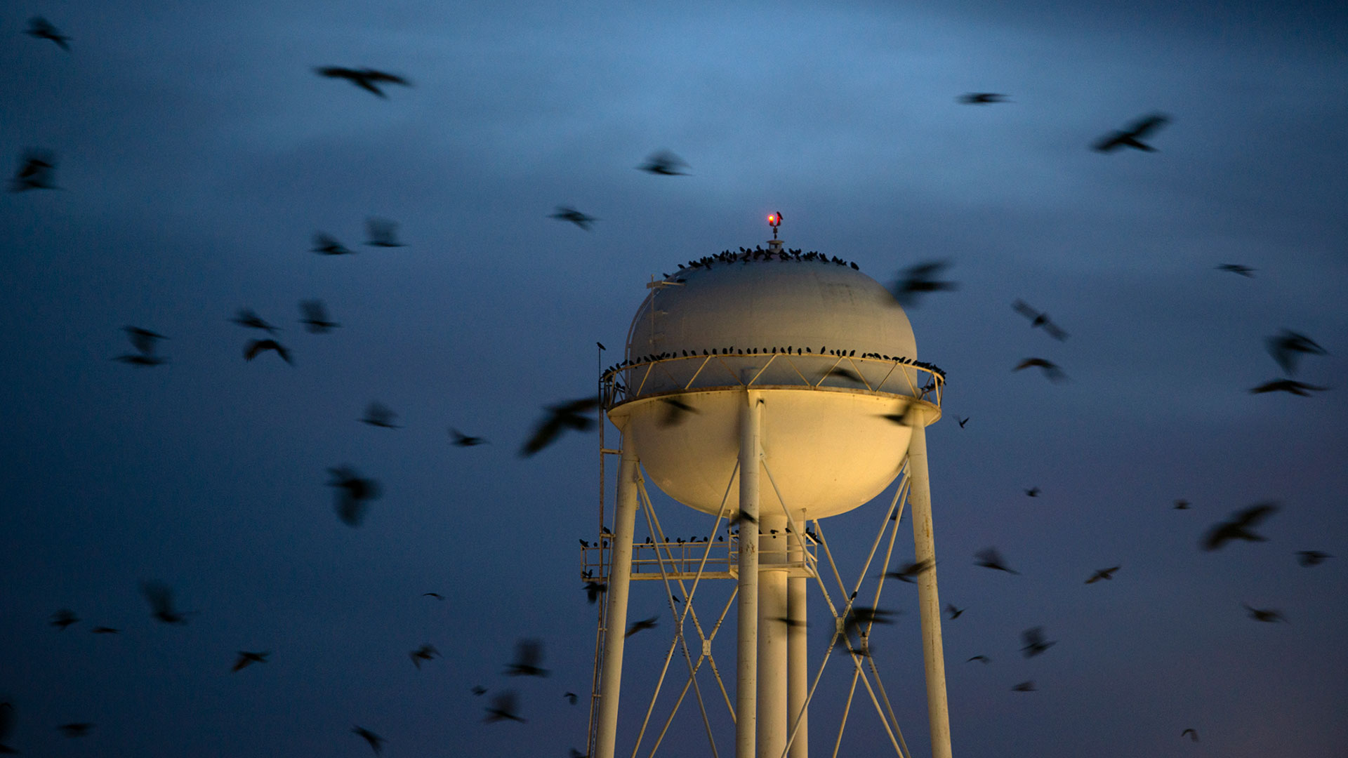 Night photo of a water tower on a cloudy night, with blurred dark birds swirling around it.