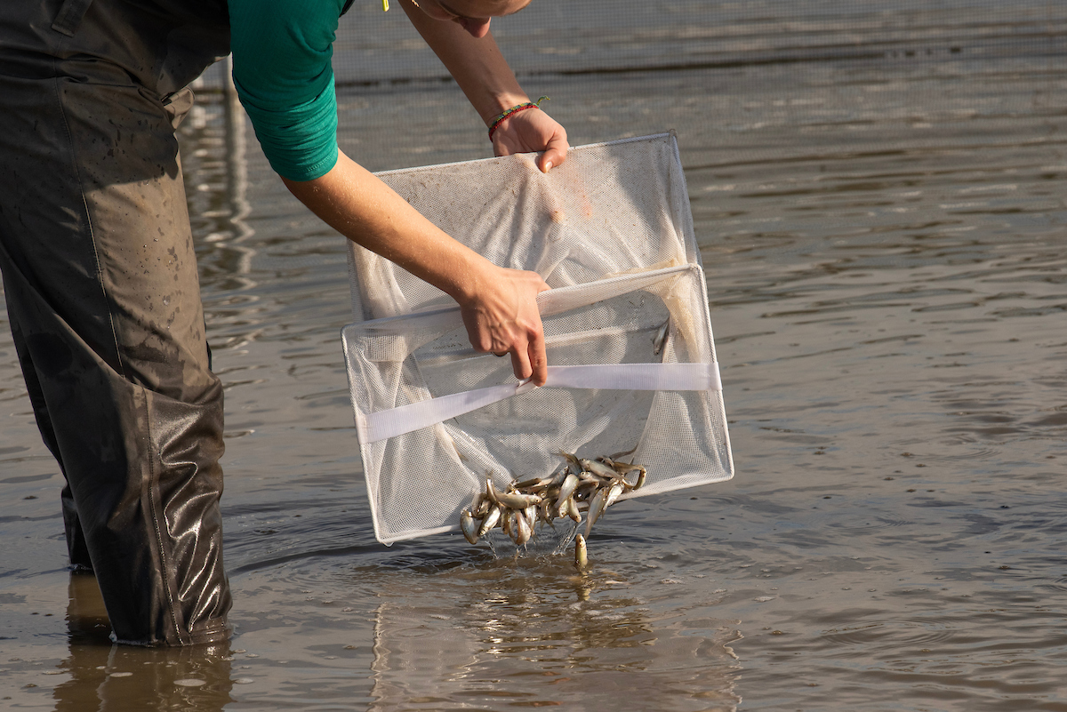 Woman in waders releases fish from net into flooded rice field 