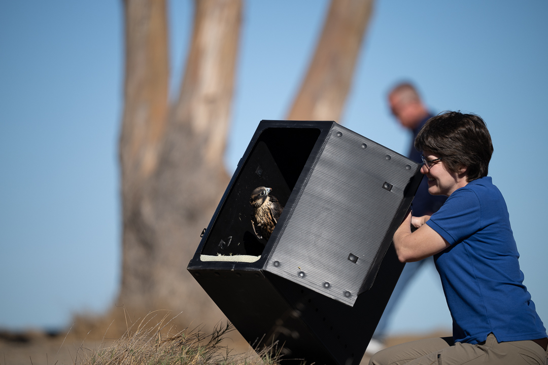 Peregrine falcon Nox looks toward Julie Cotton in blue UC Davis from a black box outdoors with tree behind 