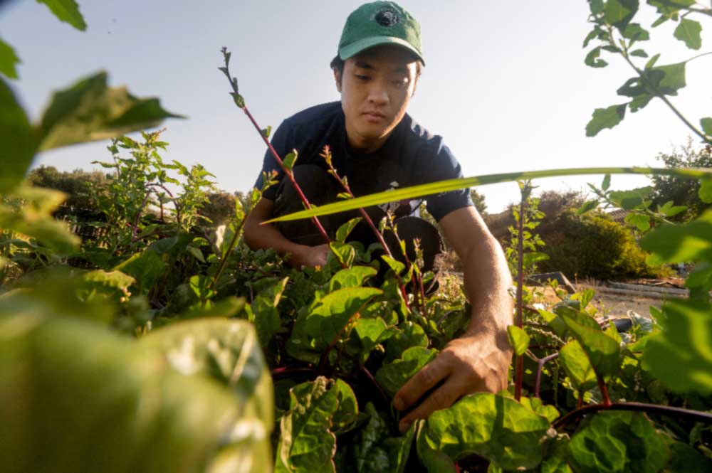 A student leans over a row of plants in a field on the UC Davis Student Farm to pick a leafy, green sprout from the ground.