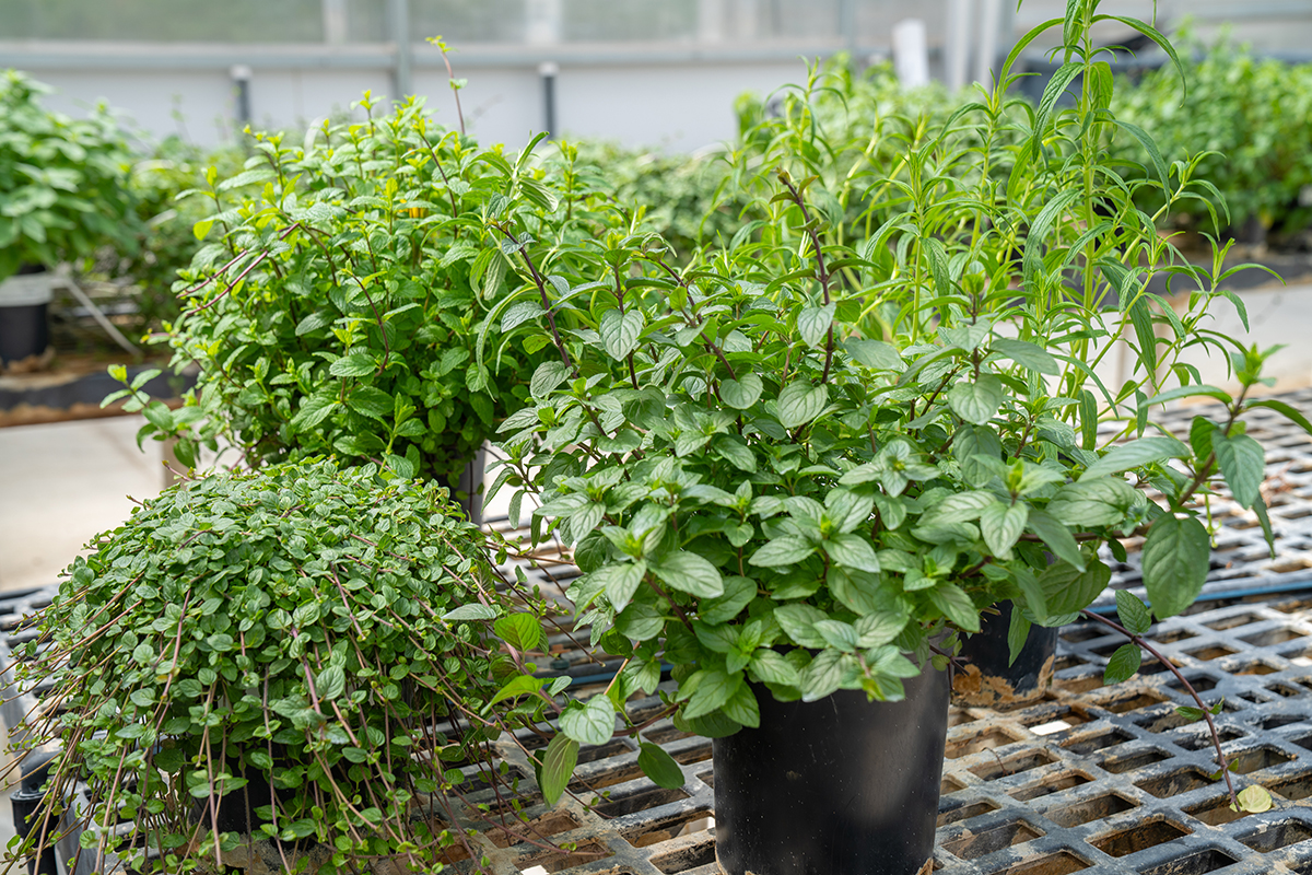 Potted green herb plants in black plastic pots on a greenhouse bench