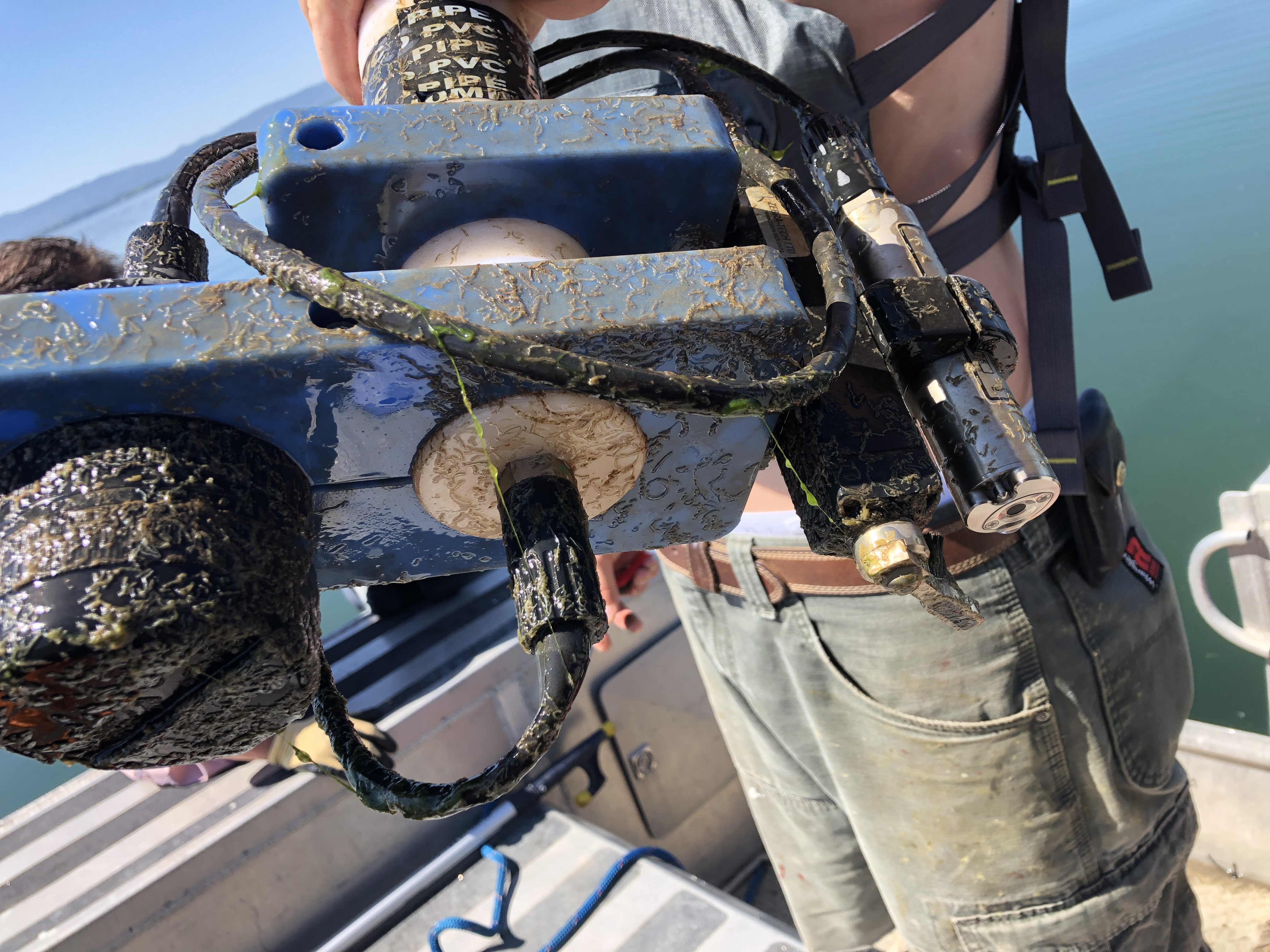 olive-brown biological growth covers dissolved oxygen sensor with lake in background