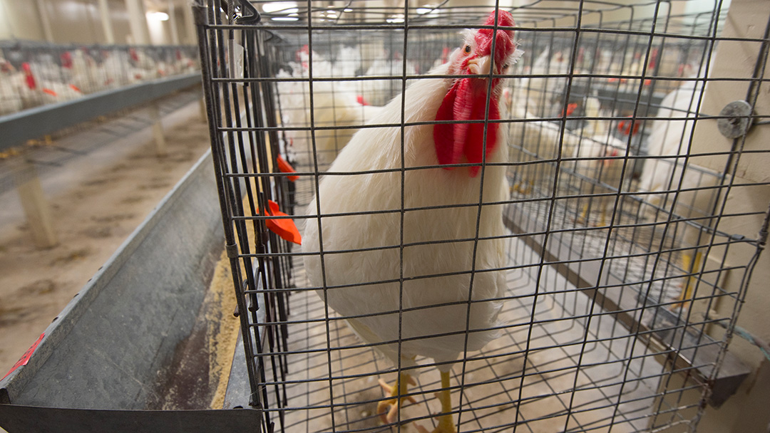 A chicken in a cage