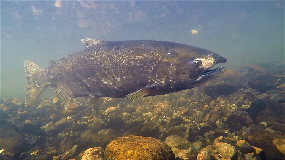 Adult chinook salmon swims over gravel and pebbles in stream