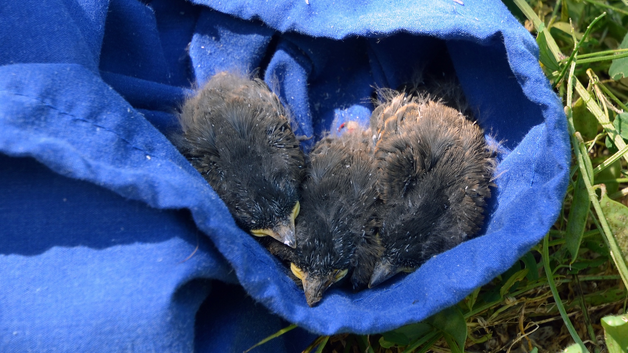 Three black phoebe chicks are nestled in a soft, blue cloth bag. (Amy Quinton/UC Davis)