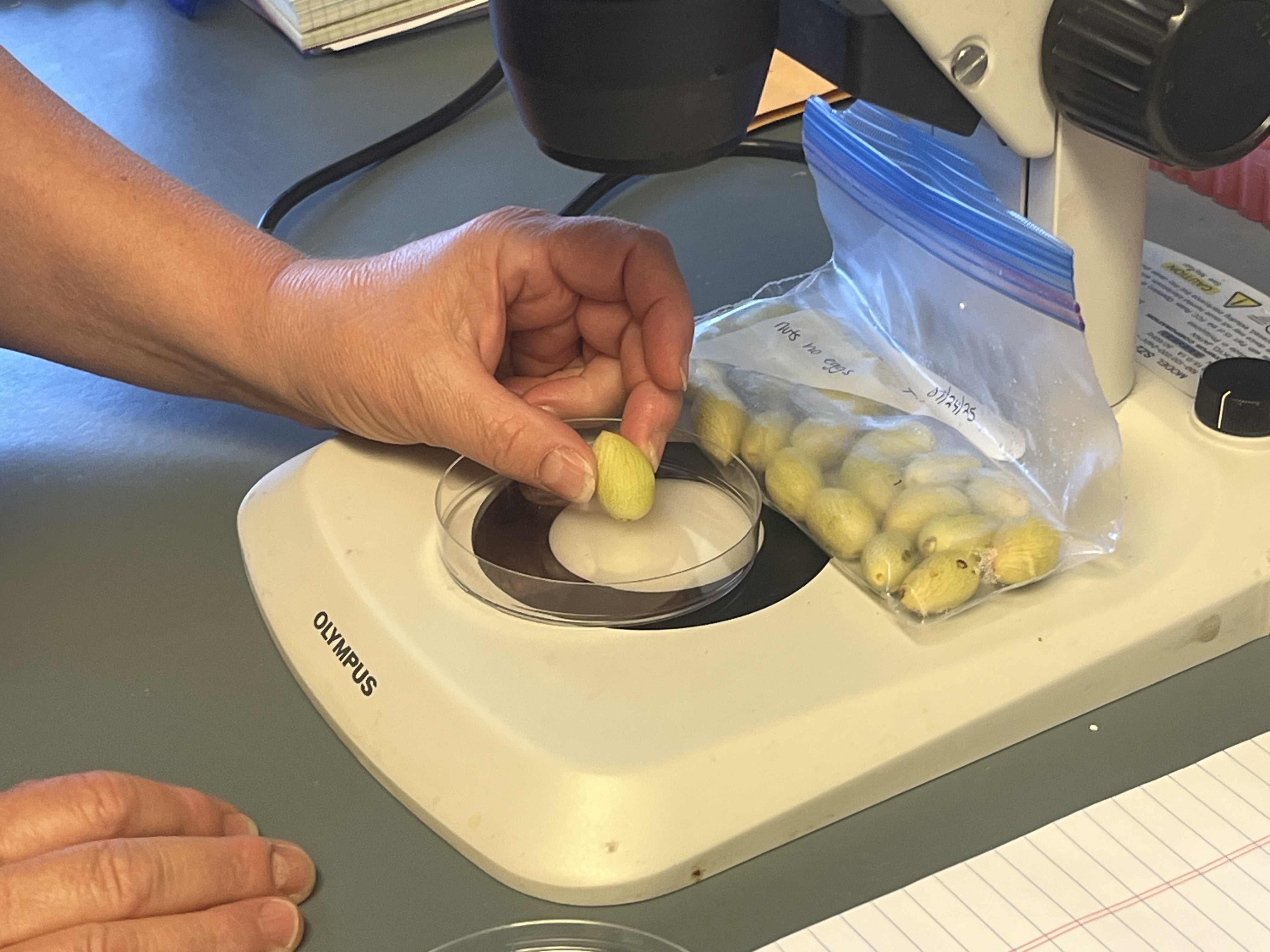 hand places pistachio on microscope in science lab