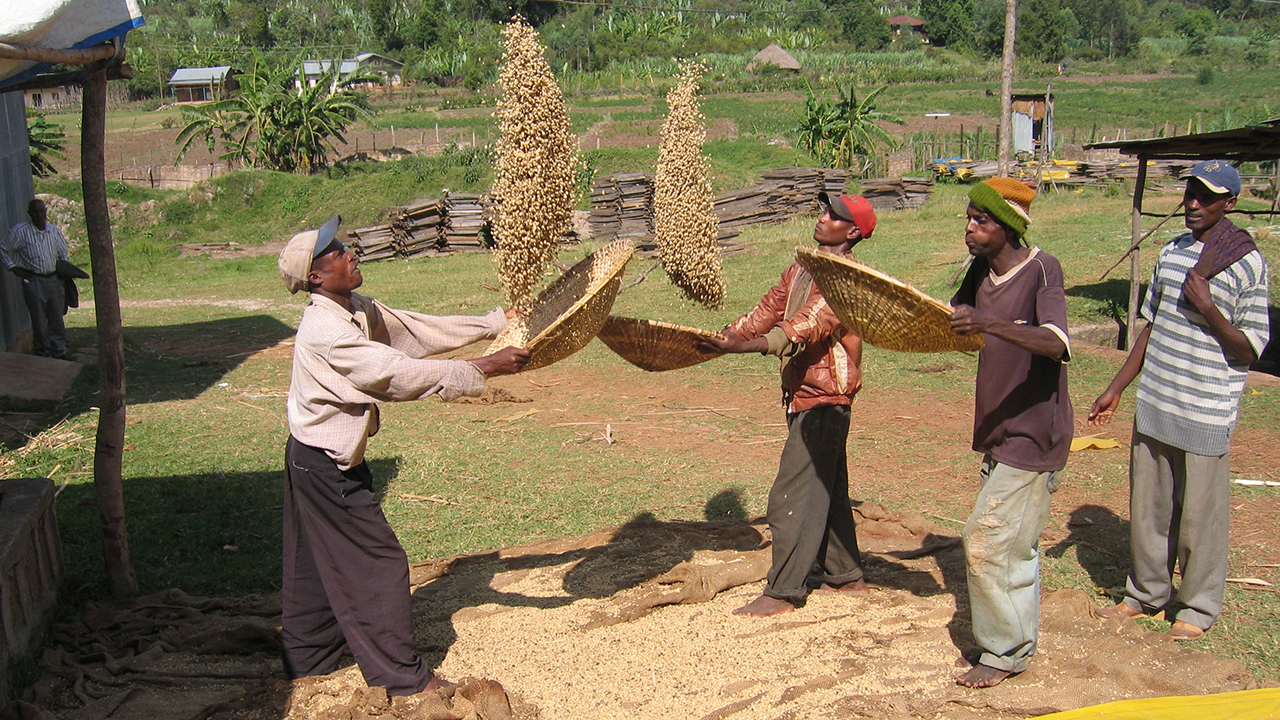 Three men in Ethiopia toss coffee into the air as a fourth looks on.