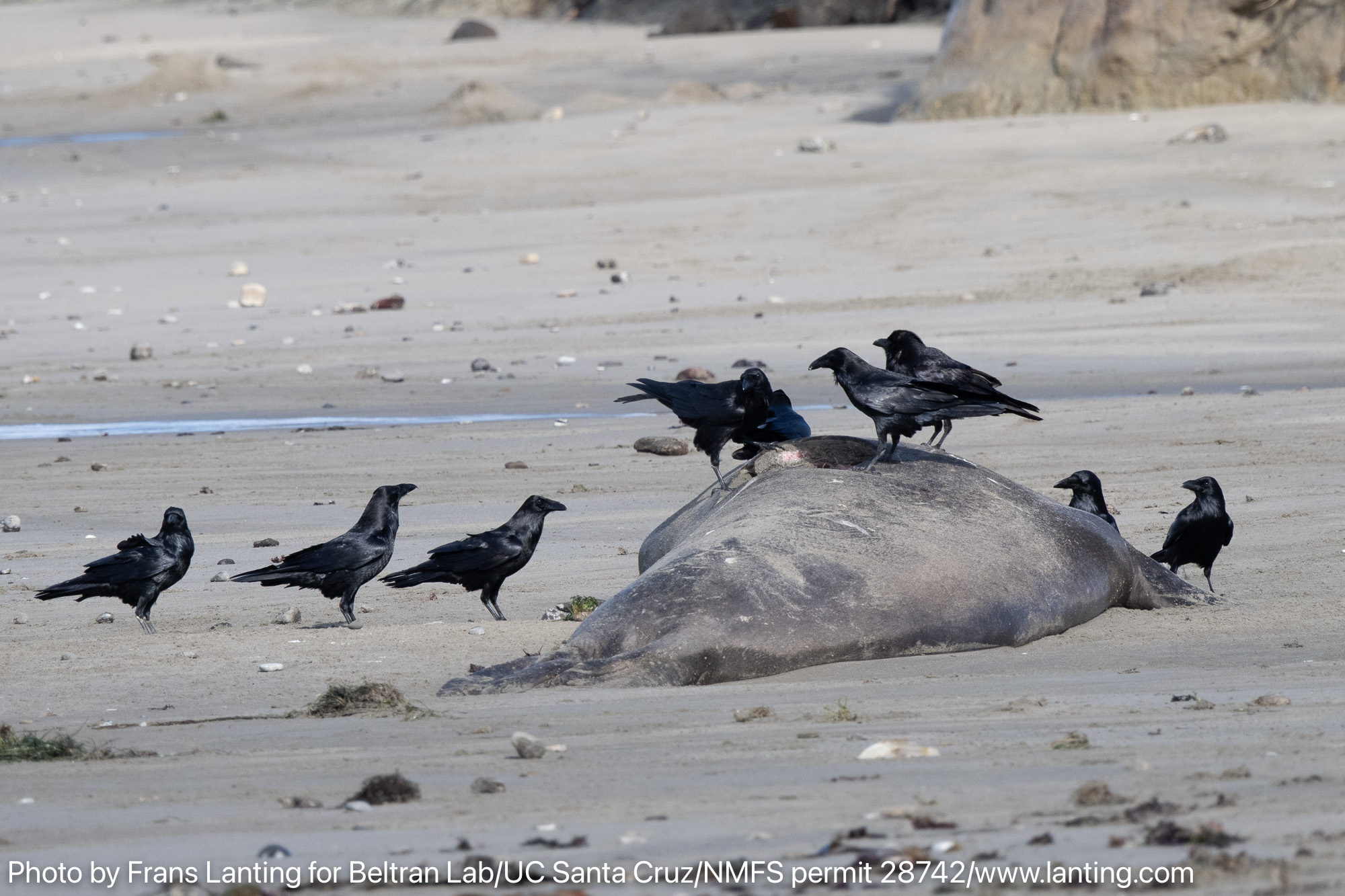 Crows gather around a beached whale on a sandy shore.