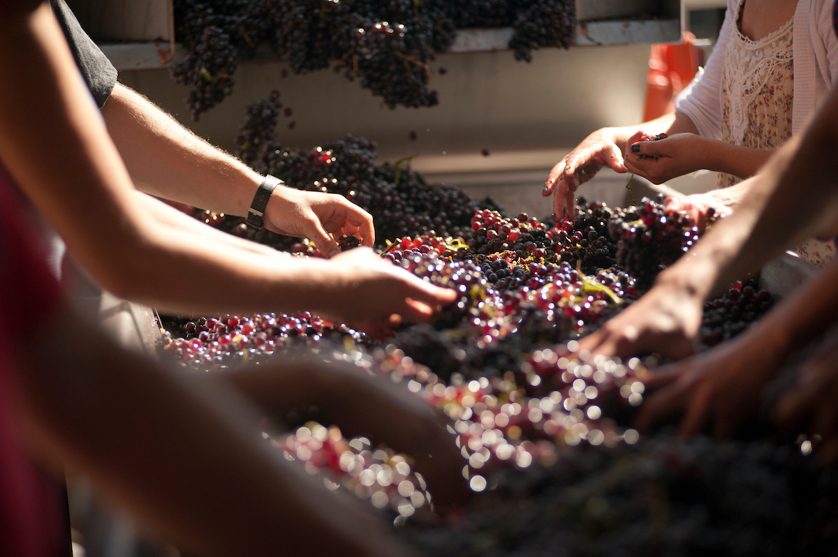 UC Davis students participate in a grape crush. Several hands of students are shown sorting a large batch of red grapes. (Gregory Urquiaga / UC Davis)