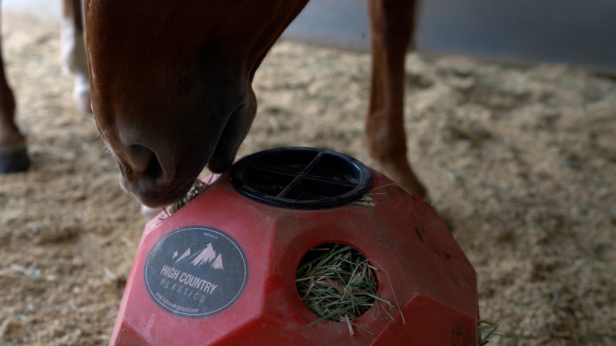 Fargo, a stabled horse, with a hayfeeder ball at the UC Davis Equestrian Center. (Jael Mackendorf/UC Davis)