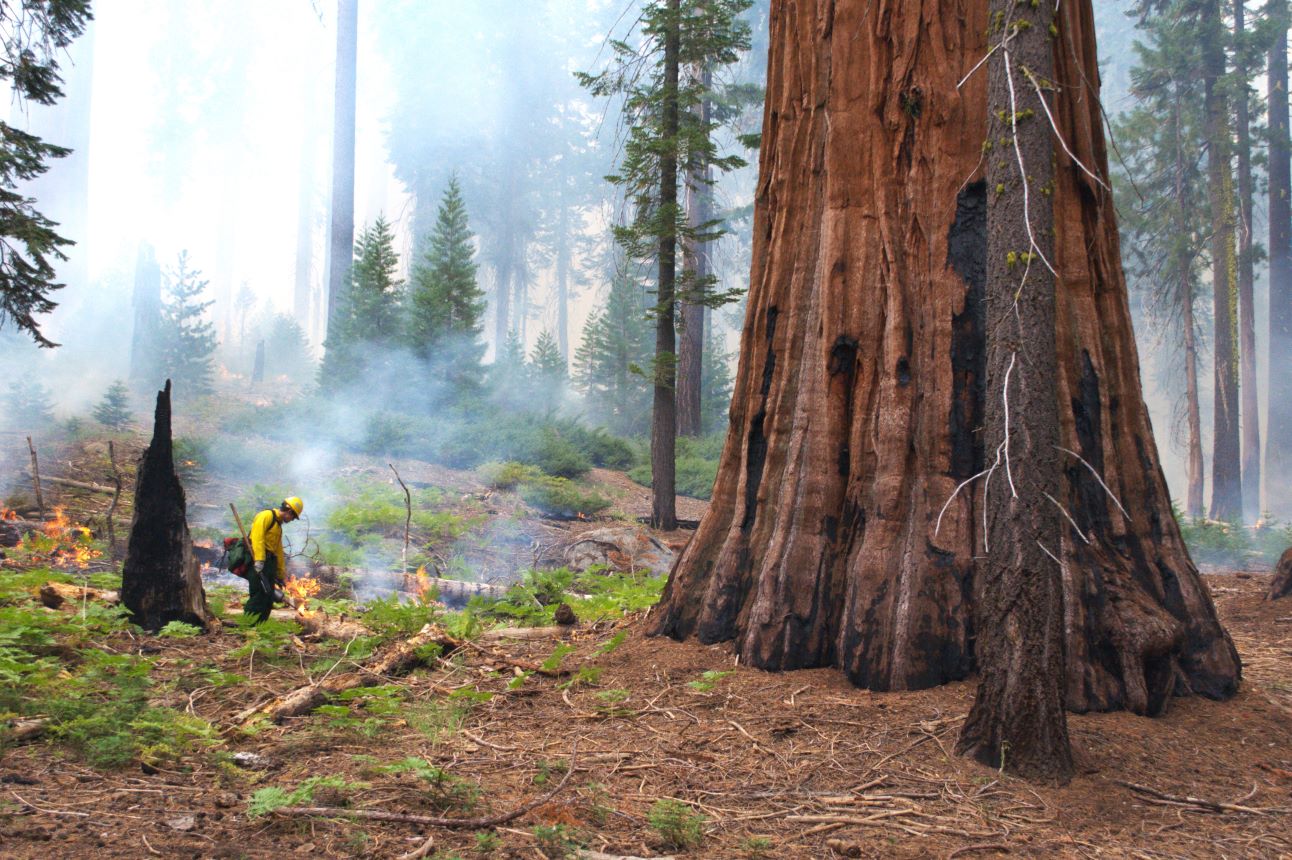 Crew tending a smoky controlled burn among giant sequoias (photo)