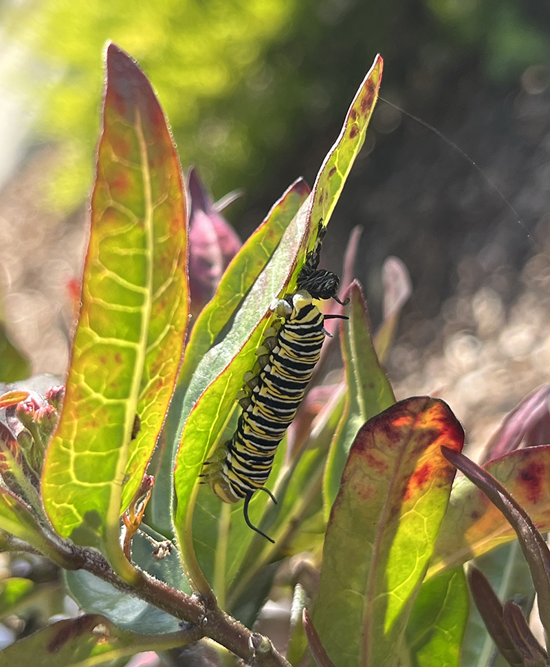 A large yellow and black caterpillar on a leaf. 