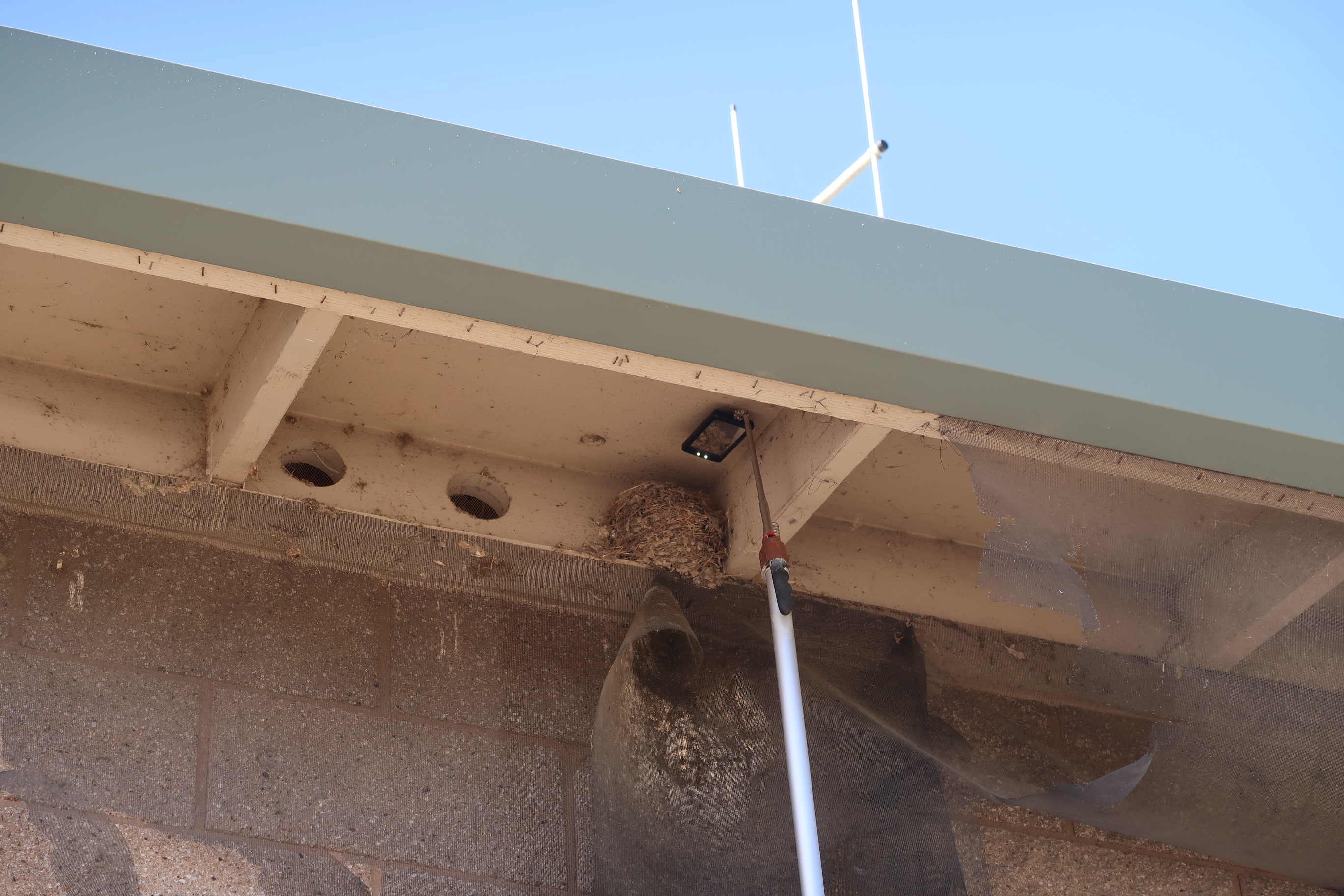 A black phoebe nest high up on a ledge. A long mirror pole looks into it for eggs 