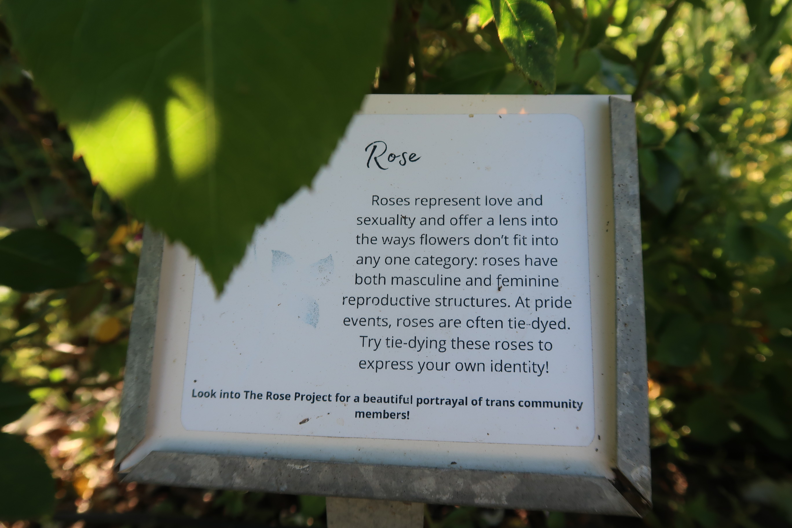 Informational placard about the rose's meaning to the queer garden