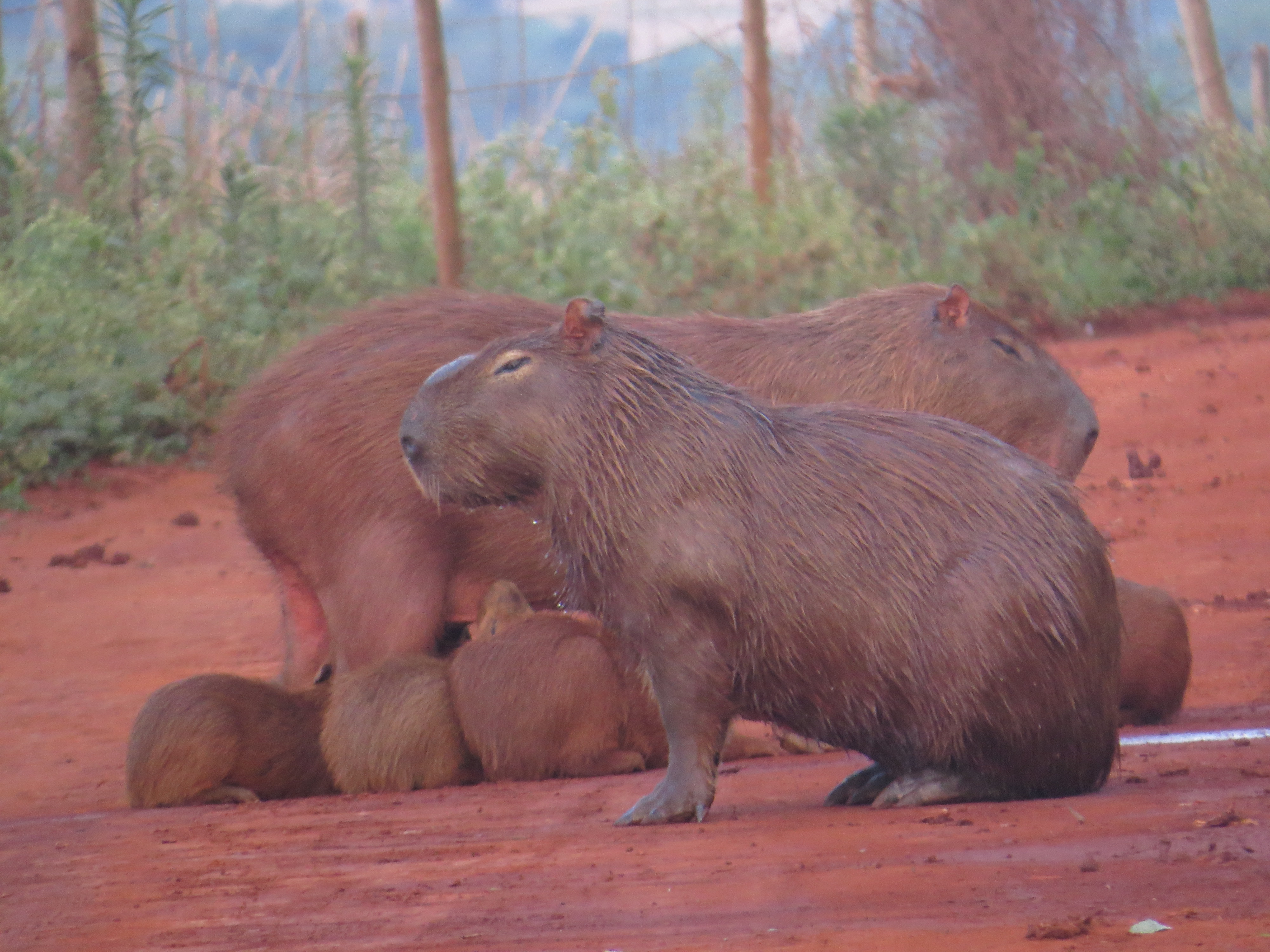 A group of capybaras stand on reddish ground with trees in the background 