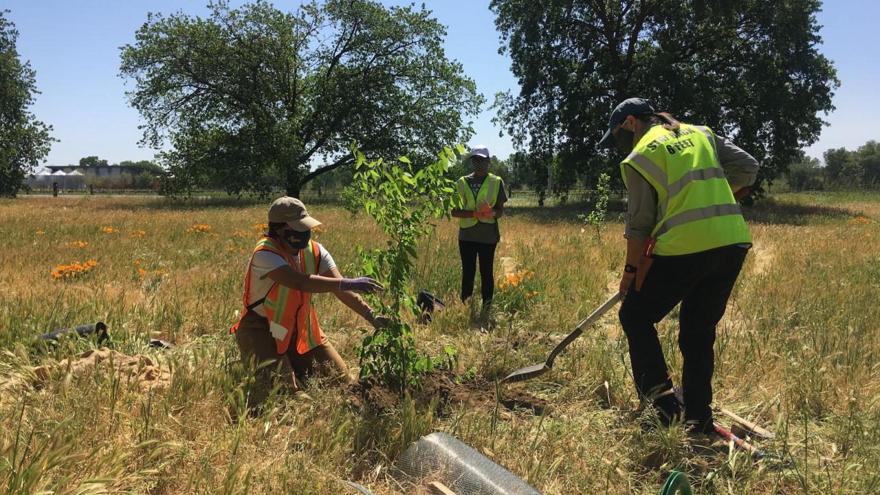 Urban Tree Stewardship interns planting the trial trees at the first field site.