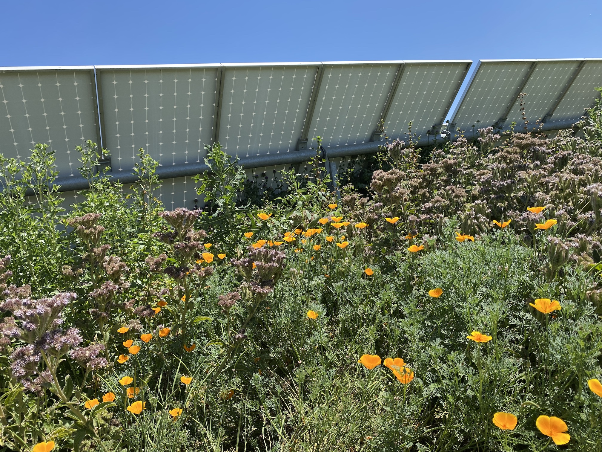 wildflowers grow around and in the shade of a solar array