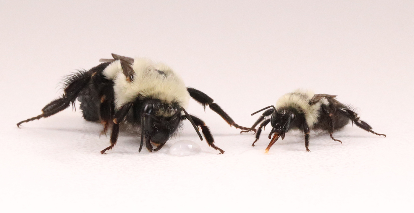 Two fuzzy bees, one larger and one smaller, on pale background (photograph)